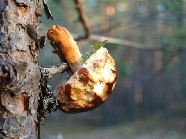 Boletus: inedible twins, stem shape and cap color