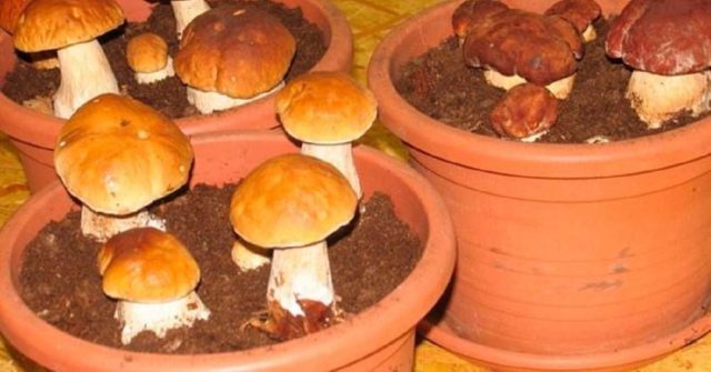 Boletus: inedible twins, stem shape and cap color