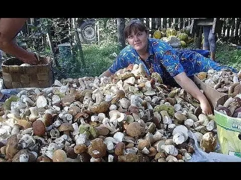 Boletus: inedible twins, stem shape and cap color