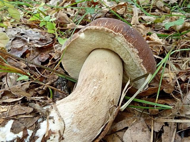 Boletus: inedible twins, stem shape and cap color