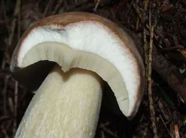 Boletus: inedible twins, stem shape and cap color