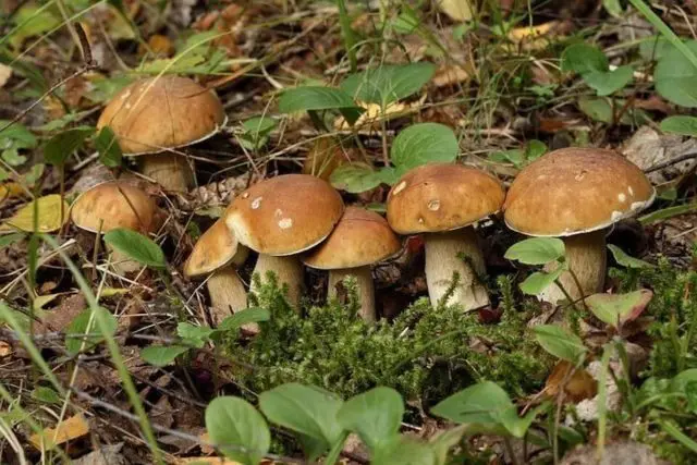 Boletus: inedible twins, stem shape and cap color