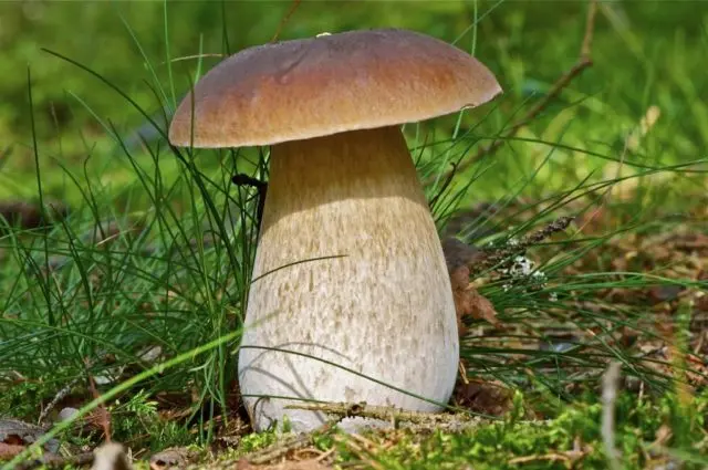 Boletus: inedible twins, stem shape and cap color