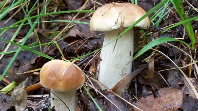 Boletus: inedible twins, stem shape and cap color