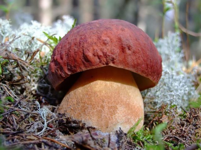 Boletus: inedible twins, stem shape and cap color