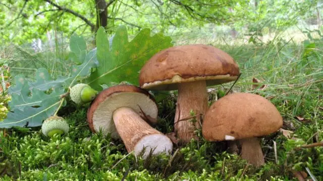 Boletus: inedible twins, stem shape and cap color