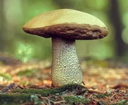 Boletus (Leccinum scabrum) photo and description