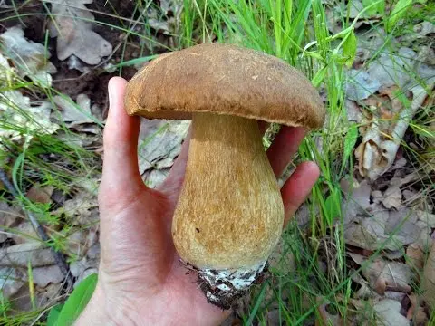 Boletus mesh (Cep mushroom oak): description and photo