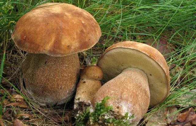 Boletus mesh (Cep mushroom oak): description and photo