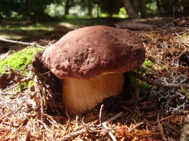 Boletus mesh (Cep mushroom oak): description and photo