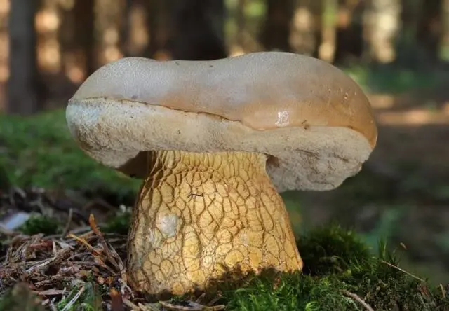 Boletus mesh (Cep mushroom oak): description and photo