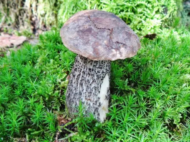 Boletus multi-colored (multi-colored butterflies): where it grows, what it looks like