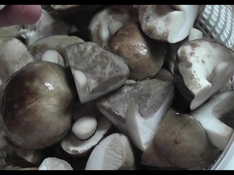 Boletus multi-colored (multi-colored butterflies): where it grows, what it looks like