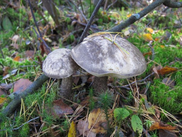 Boletus multi-colored (multi-colored butterflies): where it grows, what it looks like