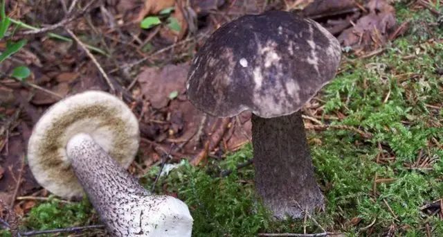 Boletus multi-colored (multi-colored butterflies): where it grows, what it looks like