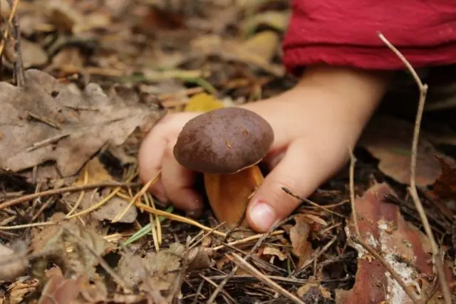 Boletus multi-colored (multi-colored butterflies): where it grows, what it looks like