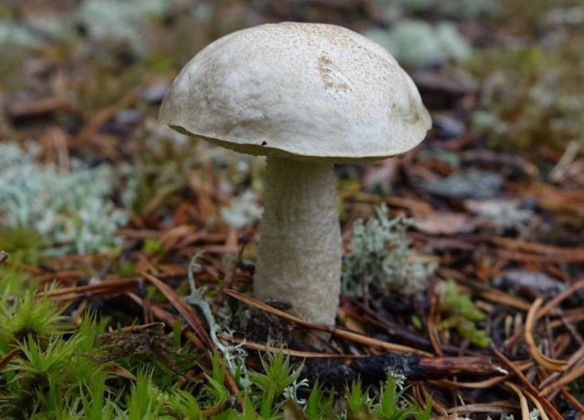 Boletus multi-colored (multi-colored butterflies): where it grows, what it looks like