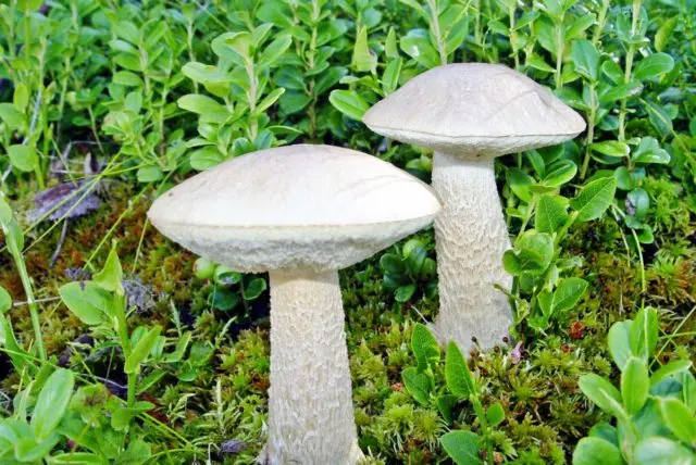 Boletus multi-colored (multi-colored butterflies): where it grows, what it looks like