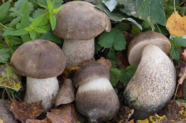 Boletus multi-colored (multi-colored butterflies): where it grows, what it looks like