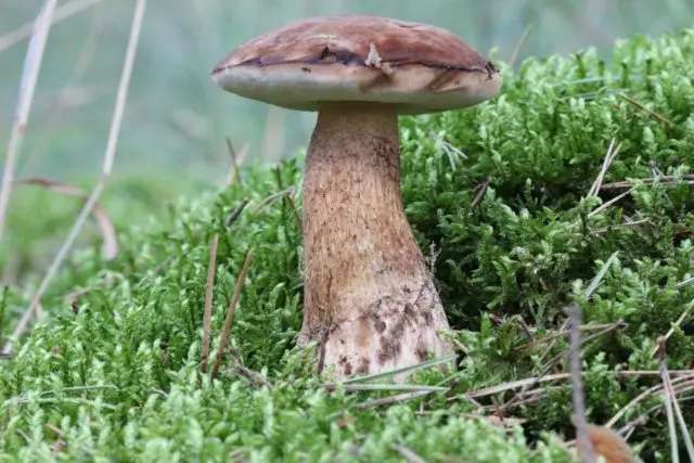 Boletus multi-colored (multi-colored butterflies): where it grows, what it looks like