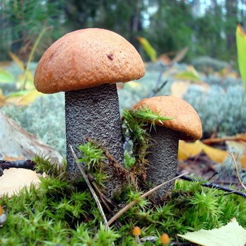 Boletus mushroom: photo and description