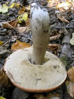 Boletus mushroom: photo and description