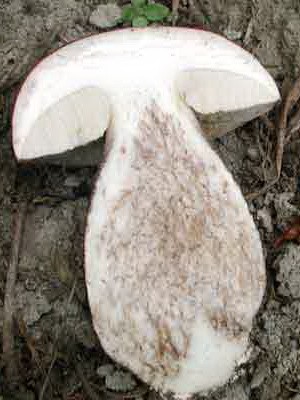 Boletus mushroom: photo and description