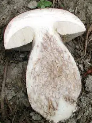 Boletus mushroom: photo and description