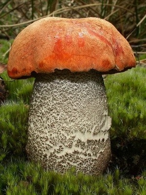 Boletus mushroom: photo and description