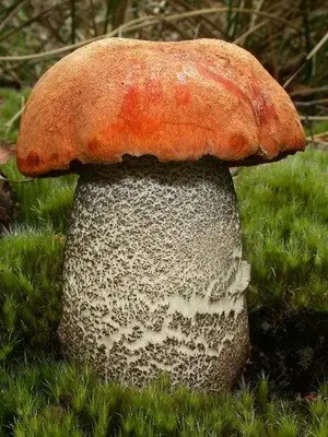 Boletus mushroom: photo and description