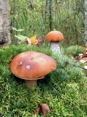 Boletus mushroom: photo and description