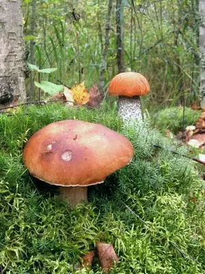 Boletus mushroom: photo and description