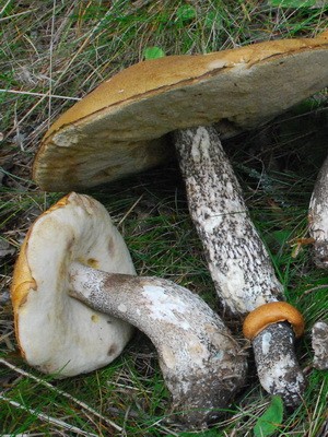 Boletus mushroom: photo and description