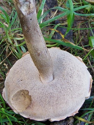 Boletus mushroom: photo and description