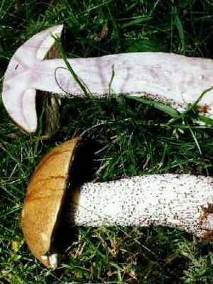 Boletus mushroom: photo and description