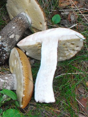 Boletus mushroom: photo and description