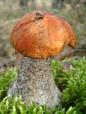 Boletus mushroom: photo and description