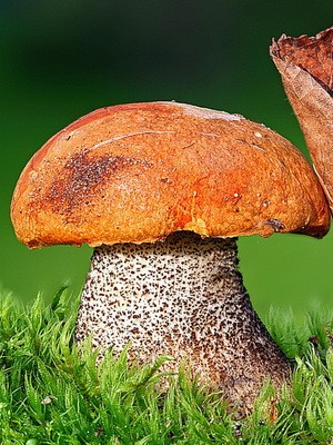 Boletus mushroom: photo and description