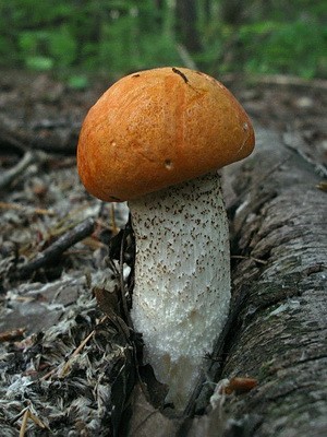 Boletus mushroom: photo and description