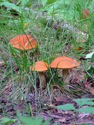 Boletus mushroom: photo and description