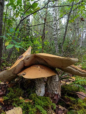 Boletus mushroom: photo and description