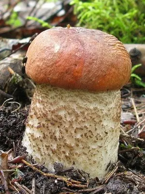 Boletus mushroom: photo and description