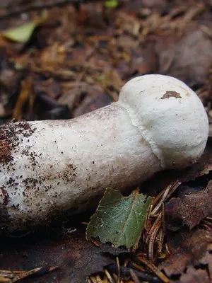 Boletus mushroom: photo and description