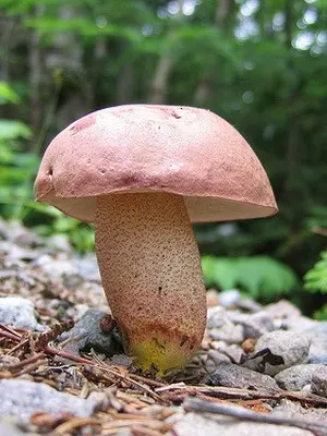 Boletus mushroom: photo and description