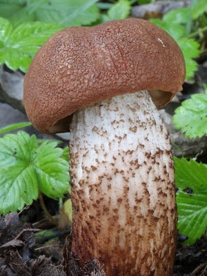 Boletus mushroom: photo and description