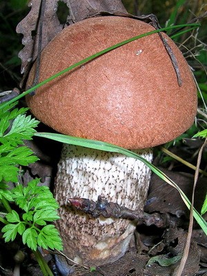 Boletus mushroom: photo and description