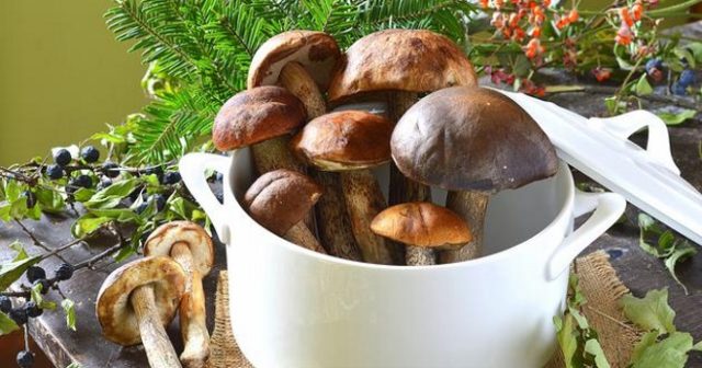 Boletus mushroom soup: recipes with photos