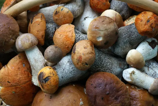 Boletus mushrooms for the winter: how to prepare in jars