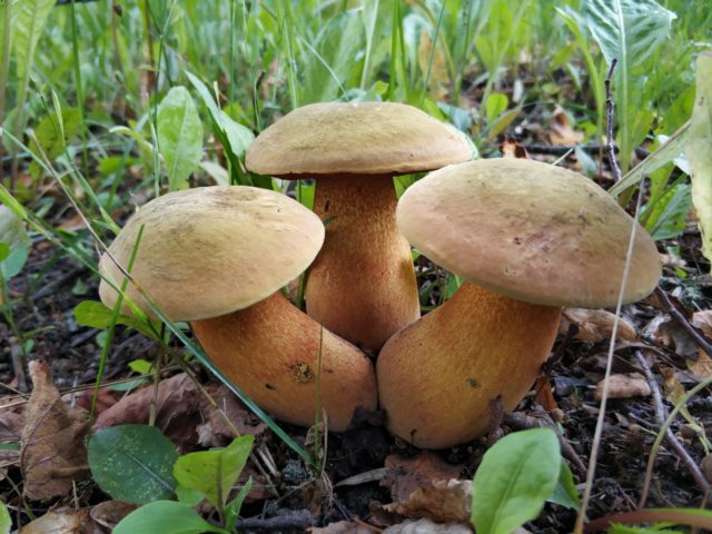 Boletus mushrooms: how to cook for the winter, how much to cook and how to fry