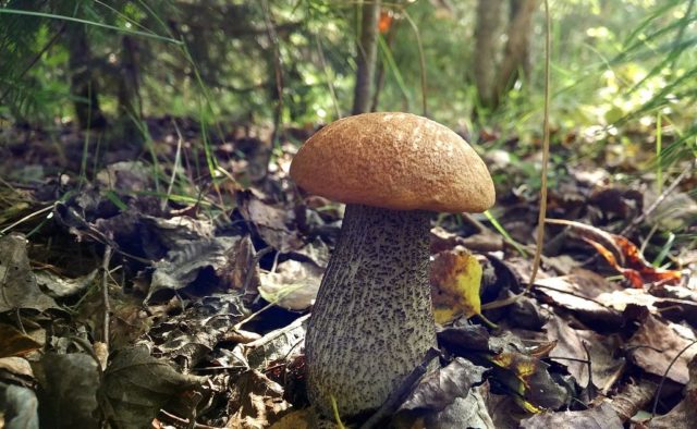 Boletus: photo and description, interesting facts